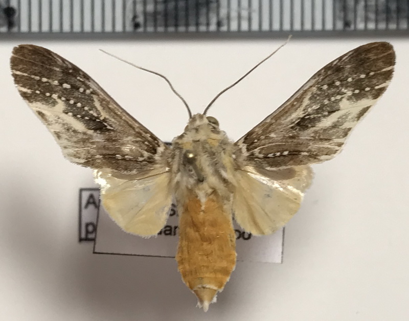  Astralarctia pulverosa (Schaus, 1905)  mâle