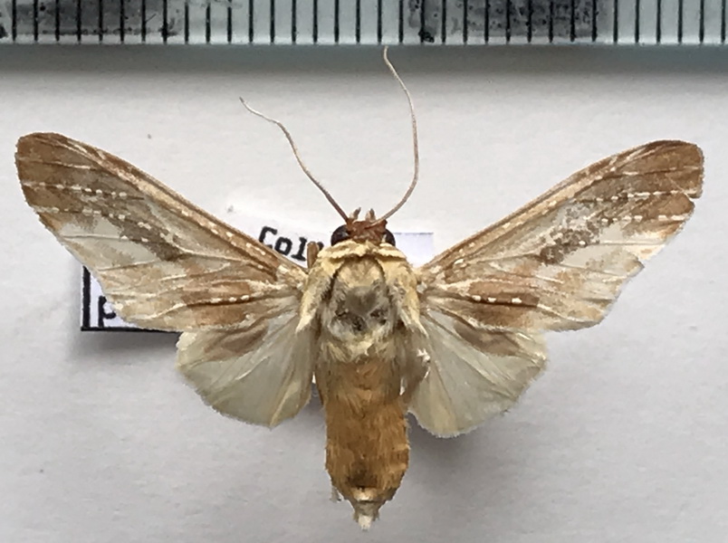   Astralarctia pulverosa (Schaus, 1905)  mâle