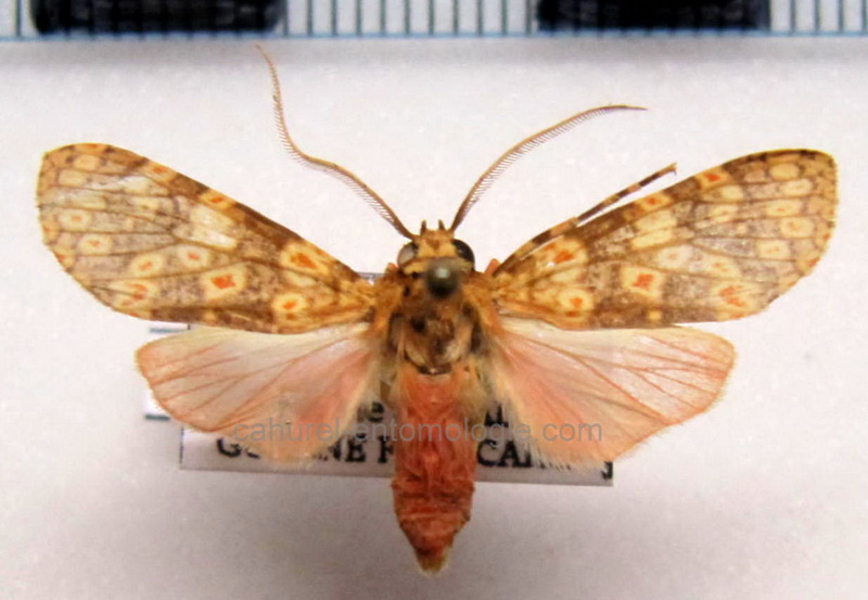  Baritius cyclozonata  mâle Hampson, 1901                              