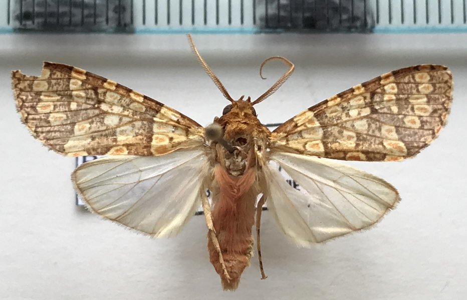   Baritius cyclozonata  mâle Hampson, 1901                              