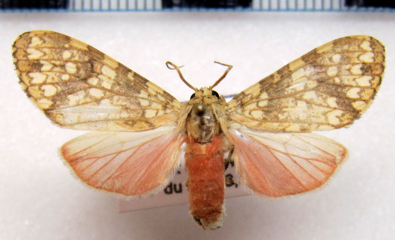 Baritius eleutheroides mâle Rothschild, 1909                               