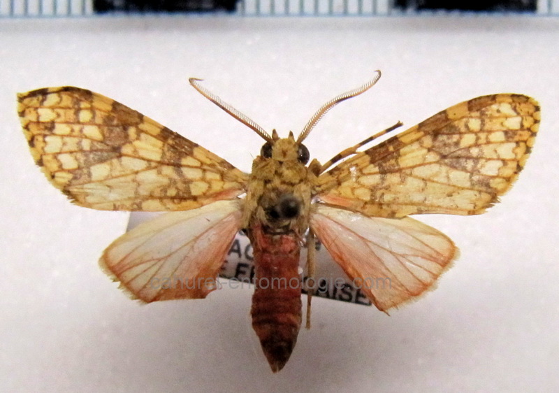 Baritius eleutheroides mâle Rothschild, 1909                                      