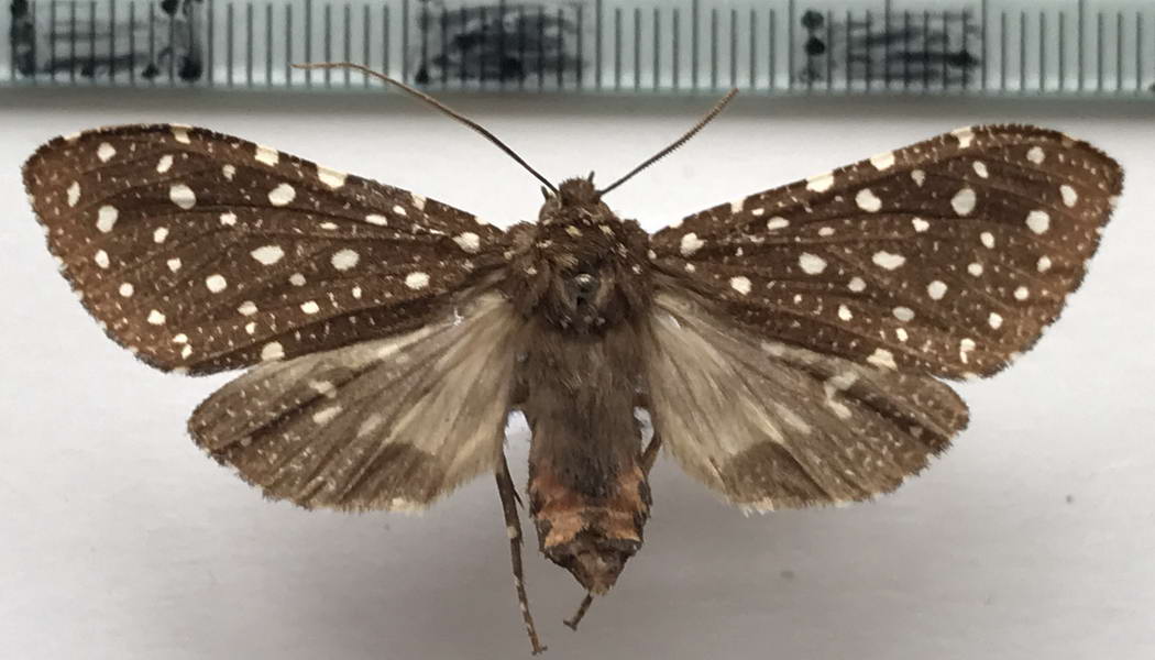  Bernathonomus piperita femelle  (Herrich-Schäffer, [1855])
