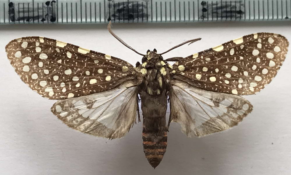  Bernathonomus piperita mâle (Herrich-Schäffer, [1855])