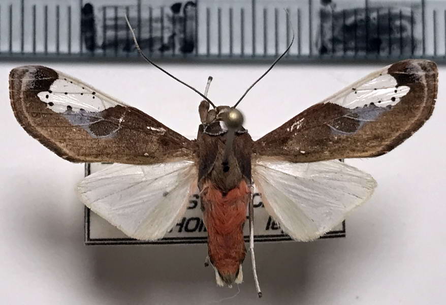 Bertholdia detracta Seitz, 1921  mâle