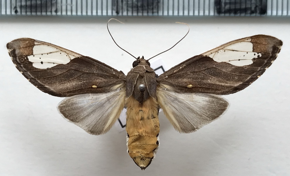   Bertholdia flavidorsata  femelle     Hampson, 1901