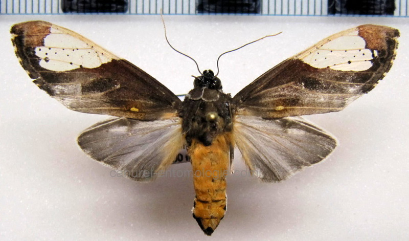  Bertholdia flavidorsata  mâle     Hampson, 1901                          