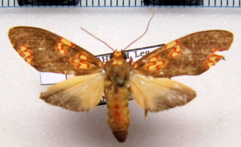 Coiffaitarctia steniptera   male Hampson, 1905