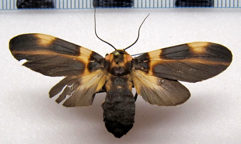   Cratoplastis rectiradia   femelle Hampson, 1901                             