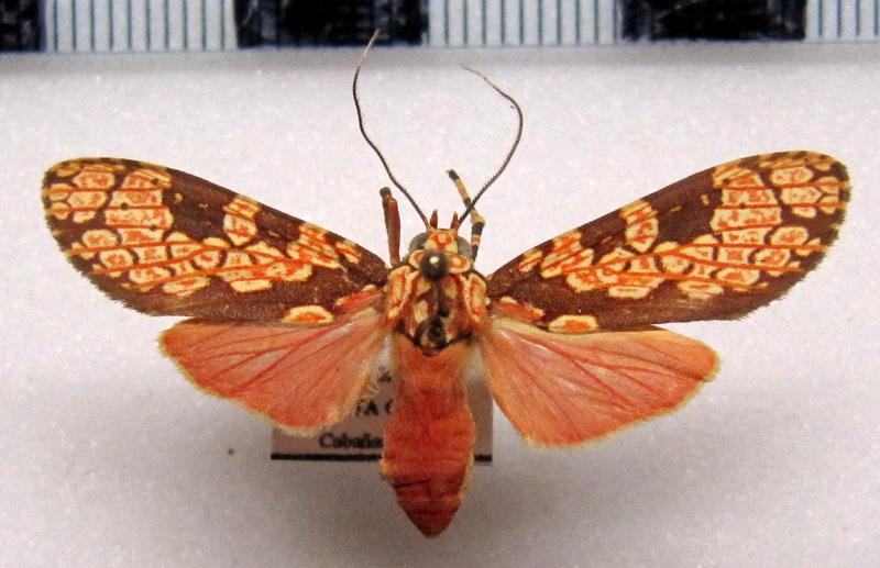  Cresera affinis   mâle Rothschild, 1909                              