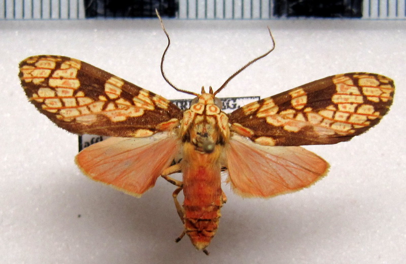 Cresera affinis   mâle Rothschild, 1909                             