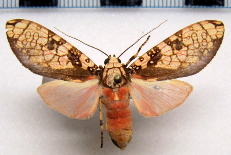     Cresera ilioides  femelle Schaus, 1905                                  