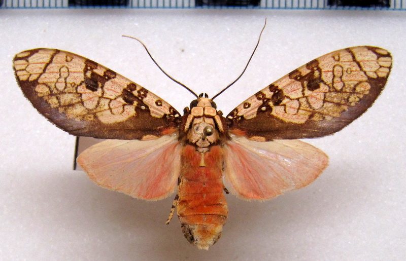    Cresera ilioides  femelle Schaus, 1905                            