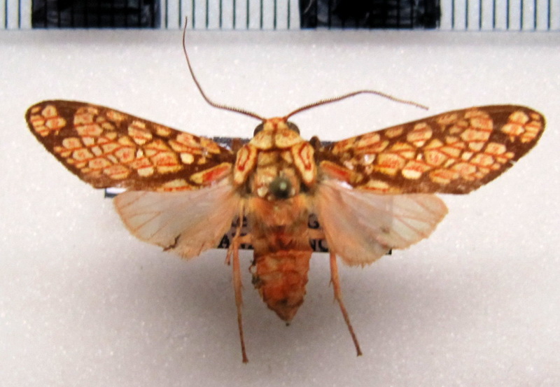 Cresera similis  mâle Rothschild, 1909                              