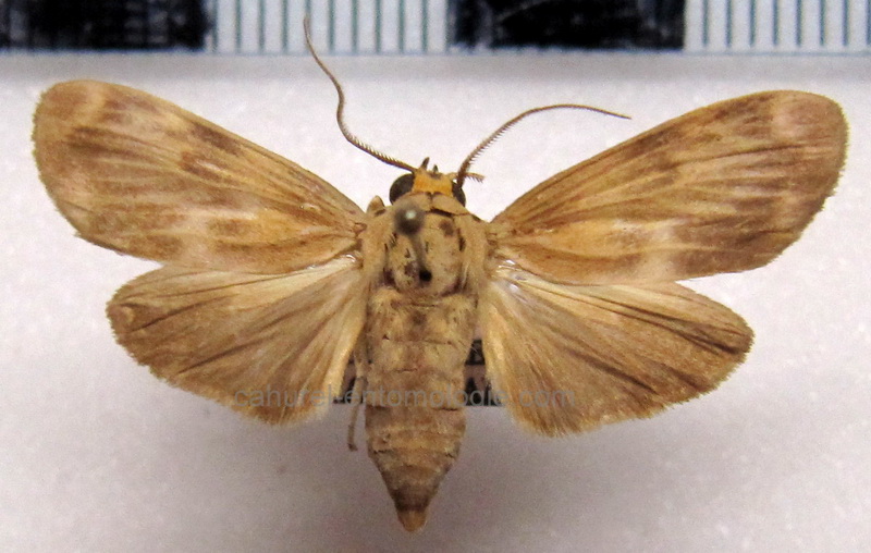 Dialeucias  pallidistriata  male  Hampson, 1901                               