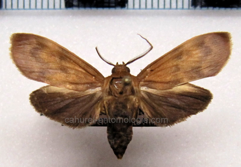  Dialeucias  violascens   male Schaus, 1905                              