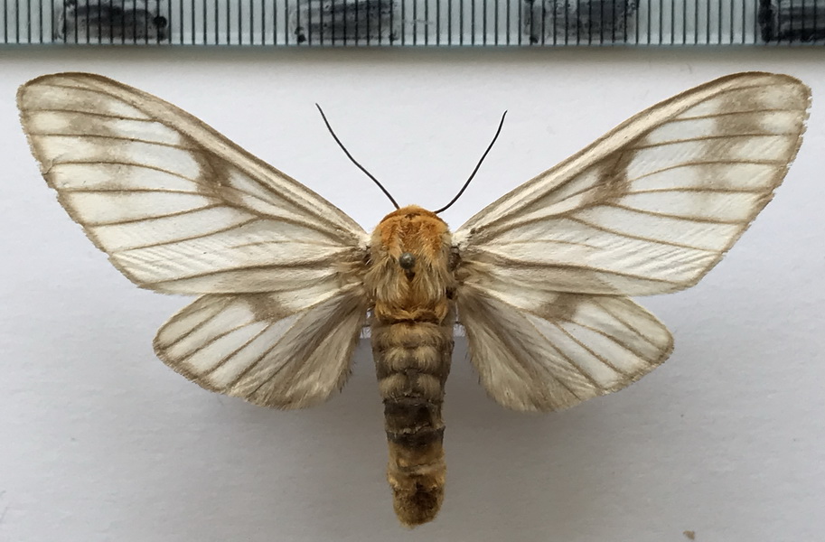   Disconeura inexpectata  femelle   (Rothschild, 1910)
