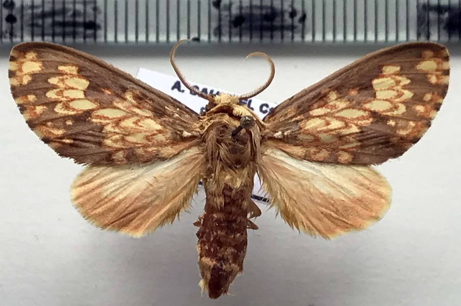  Echeta brunneireta  mâle  Dognin, 1906