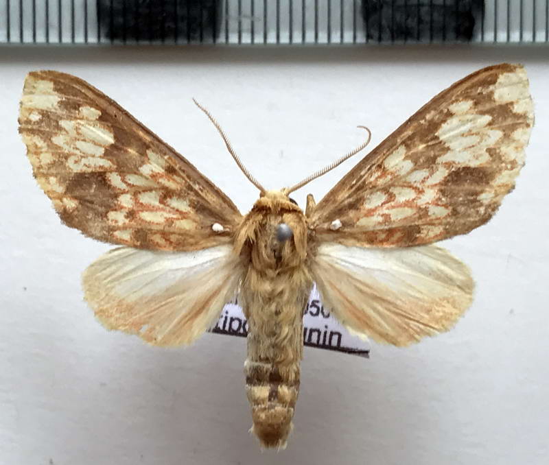  Echeta rhodocyma mâle  (Hampson, 1909)