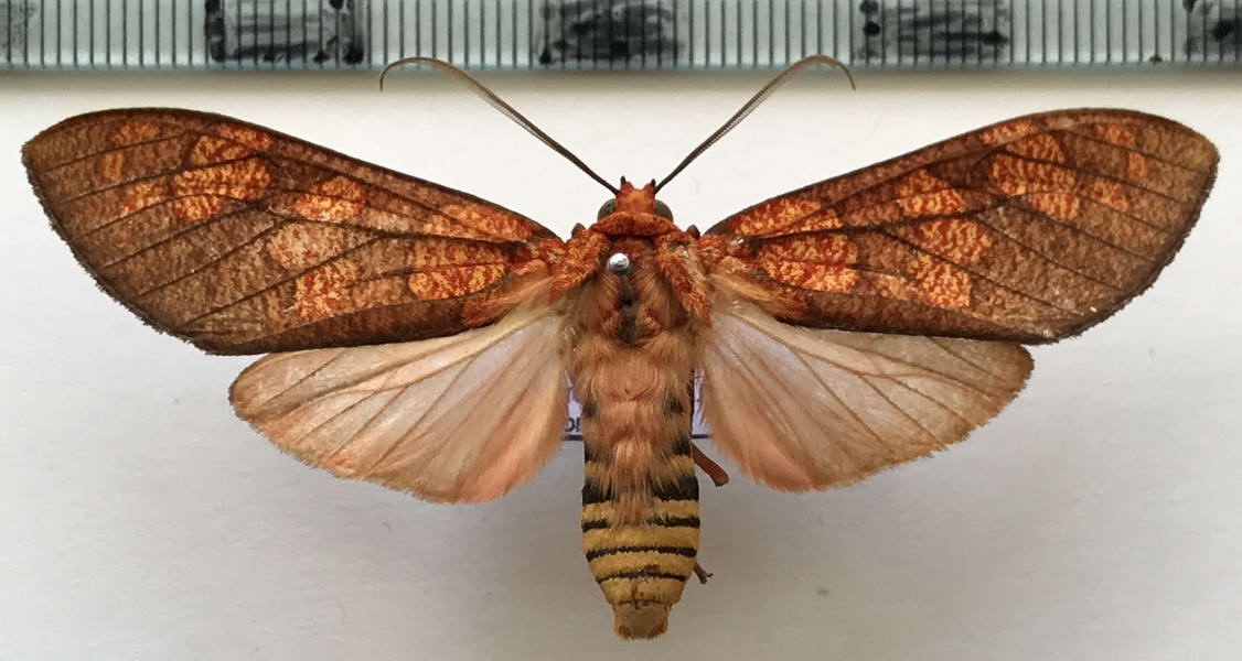  Elysius amapaensis femelle  Rego Barros, 1971