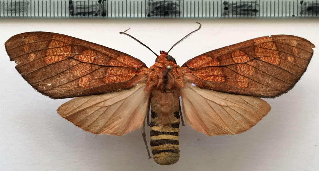   Elysius amapaensis femelle  Rego Barros, 1971