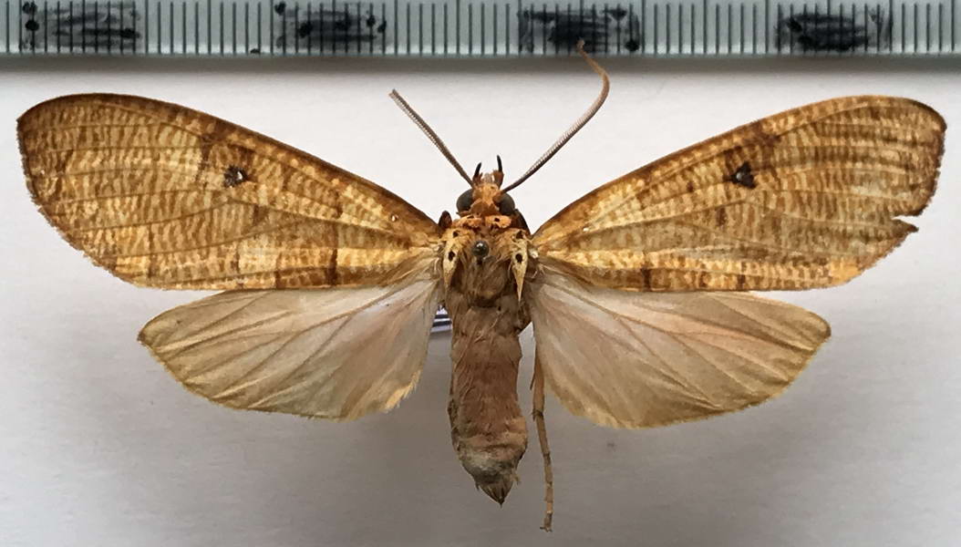  Elysius aurantiacus mâle Rothshild, 1909