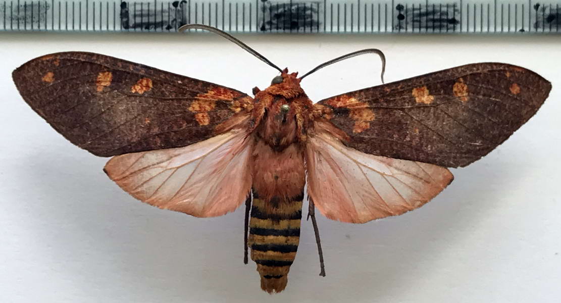  Elysius cingulata mâle  Walker, 1856