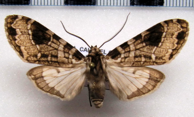 Elysius melanoplaga  mâle    Hampson, 1901                                             