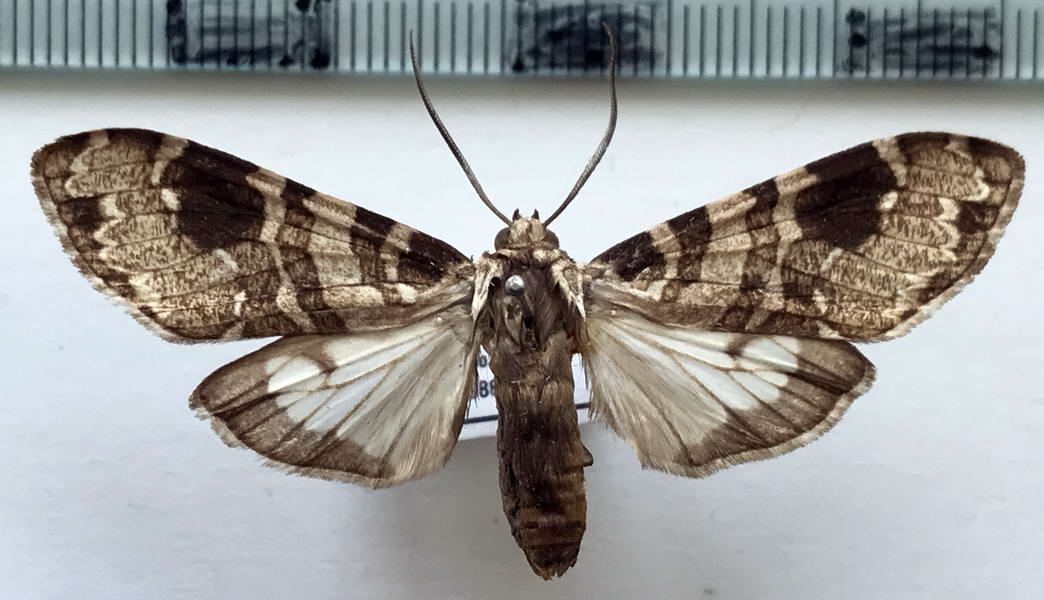   Elysius melanoplaga  mâle    Hampson, 1901                                             