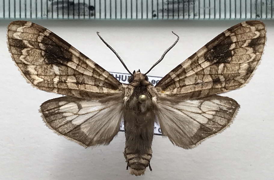   Elysius melanoplaga  mâle    Hampson, 1901                           