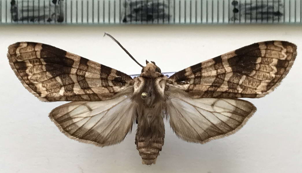  Elysius melanoplaga  mâle    Hampson, 1901                            