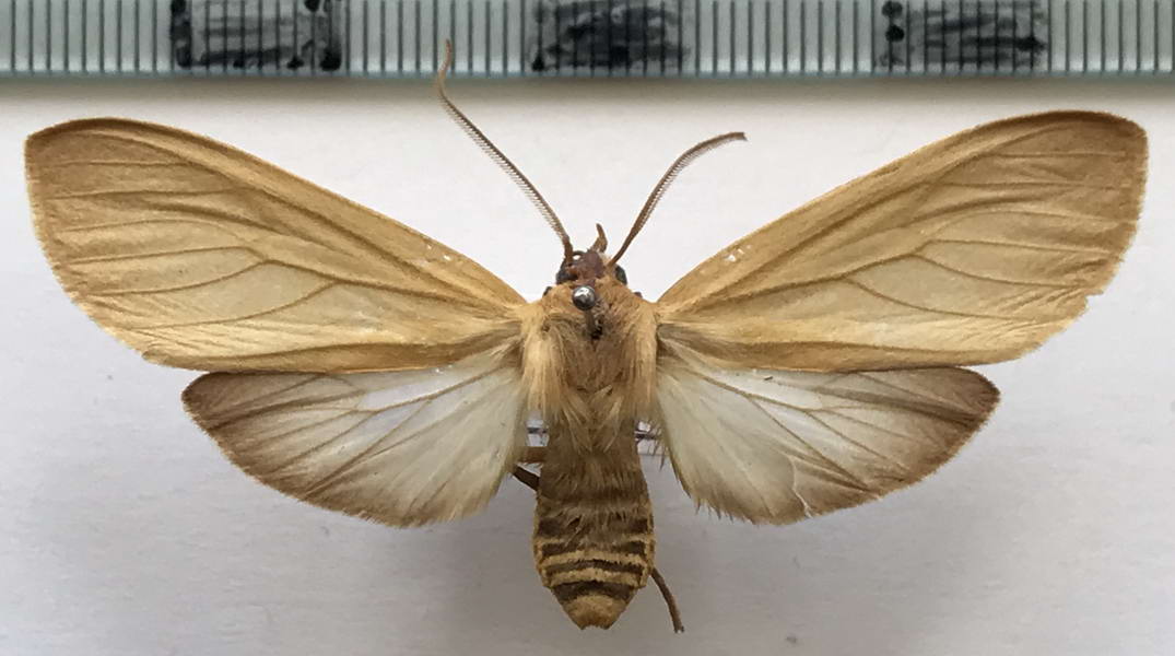  Elysius ochrota mâle  Hampson, 1901