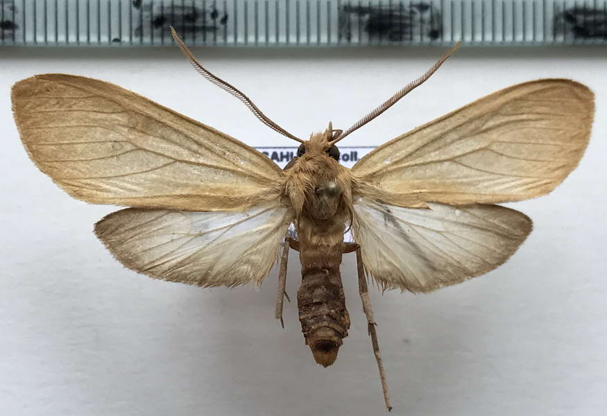  Elysius ochrota mâle Hampson, 1901