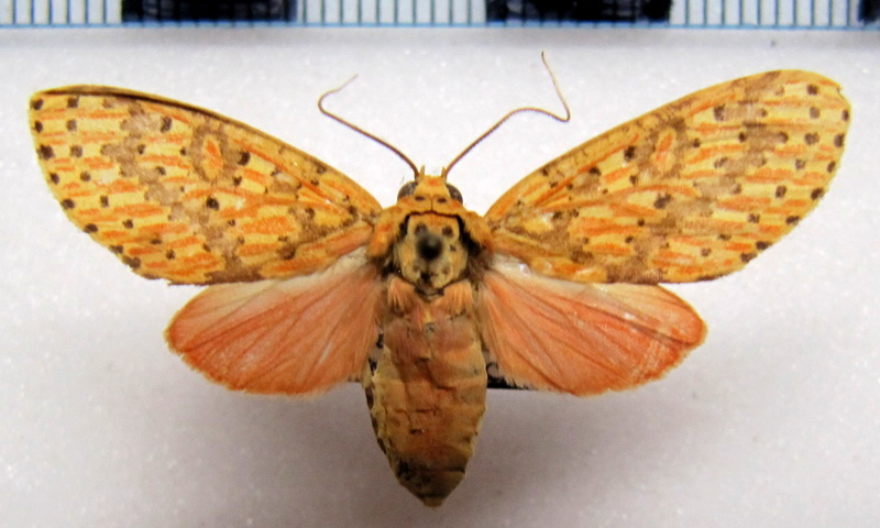  Eriostepta fulvescens  femelle  Rothschild, 1909                              