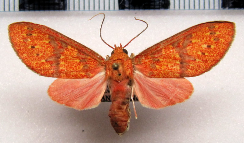 Eriostepta nigripuncta  femelle   Joicey & Talbot, 1918                               