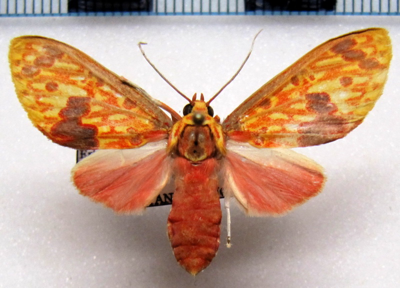 Eriostepta roseireta femelle  Hampson, 1901                               