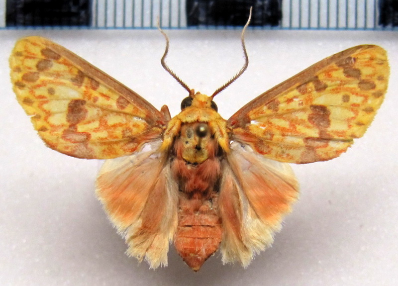  Eriostepta roseireta mâle  Hampson, 1901                              