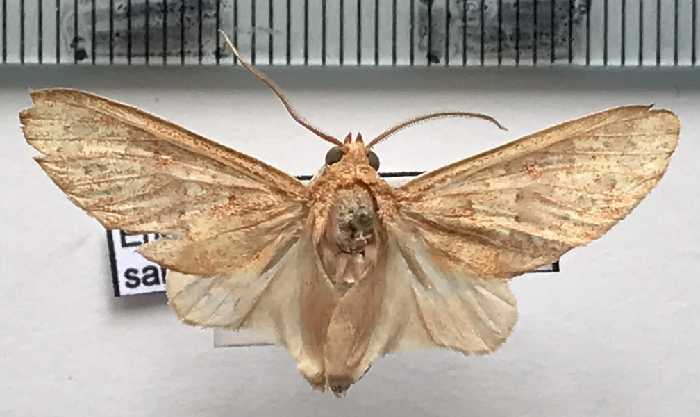  Eriostepta sanguinea  mâle  Hampson, 1905                               