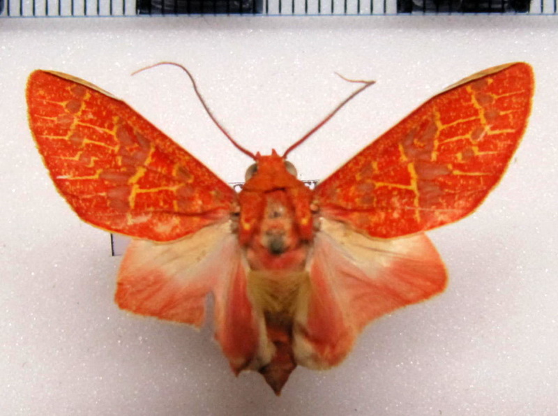Eriostepta sanguinea  mâle  Hampson, 1905                               