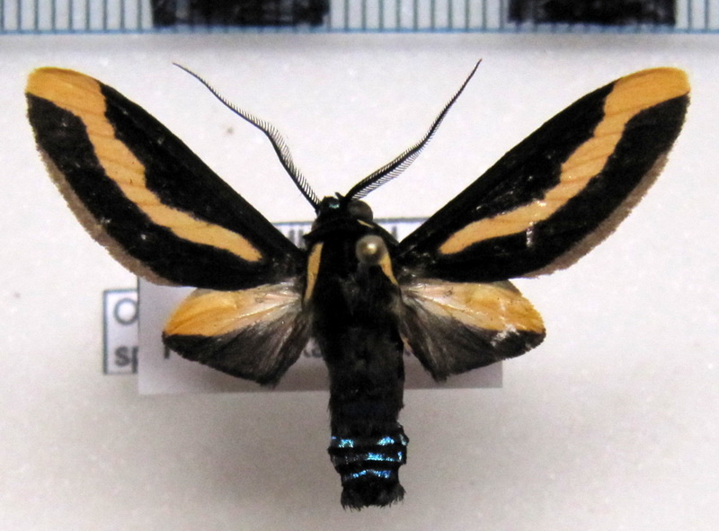      Euplesia sphingidea mâle  (Perty, 1833)                          