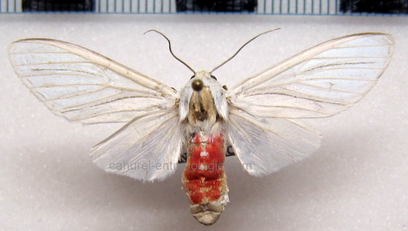   Eupseudosoma  bifasciata   mâle Cramer, 1779                                                          