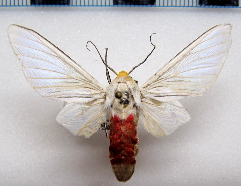  Eupseudosoma    involuta   mâle Sepp, 1855                                                        