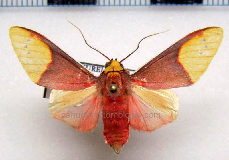 Evius albicoxae   mâle Schaus, 1905                              