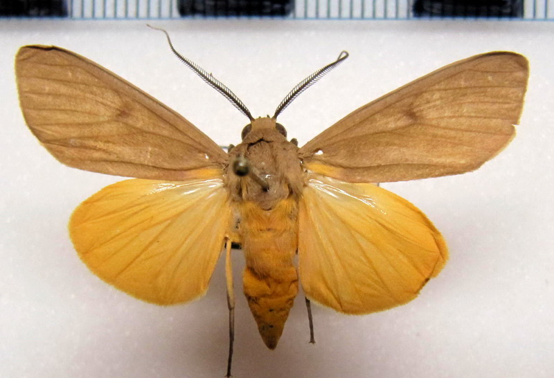 Glaucostola flavida   mâle Schaus, 1905                               