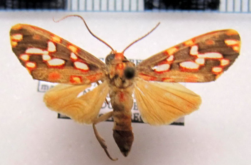  Haemanota maculata  mâle Rothschild, 1909