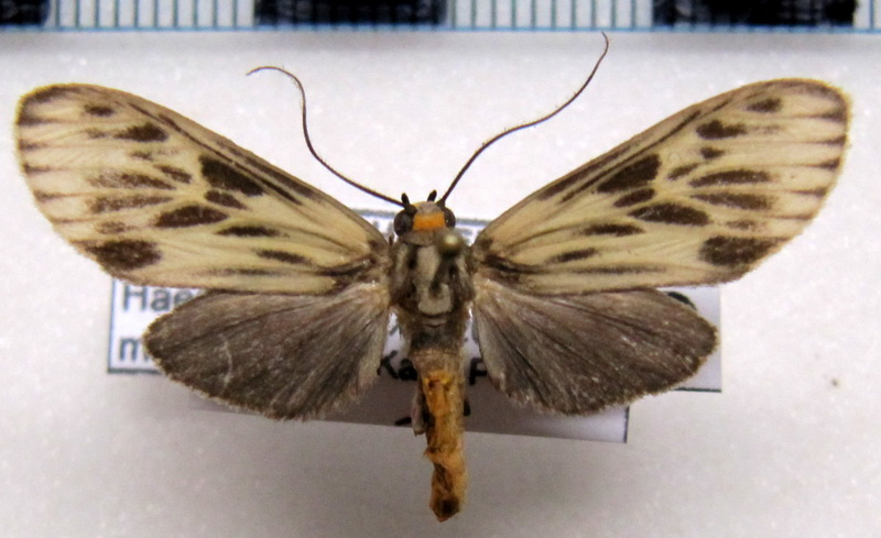   Haemanota maculosa mâle (Schaus, 1905)                            