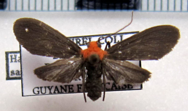  Haemanota sanguidorsia  mâle Schaus, 1905