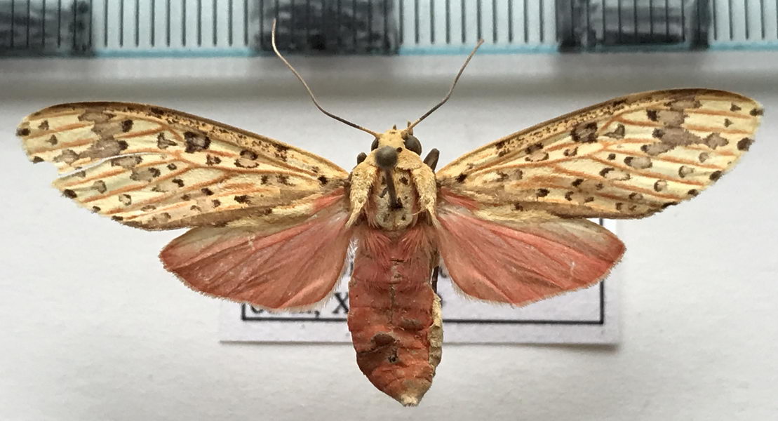    Haemaphlebiella  strigata  femelle  Jones, 1914     