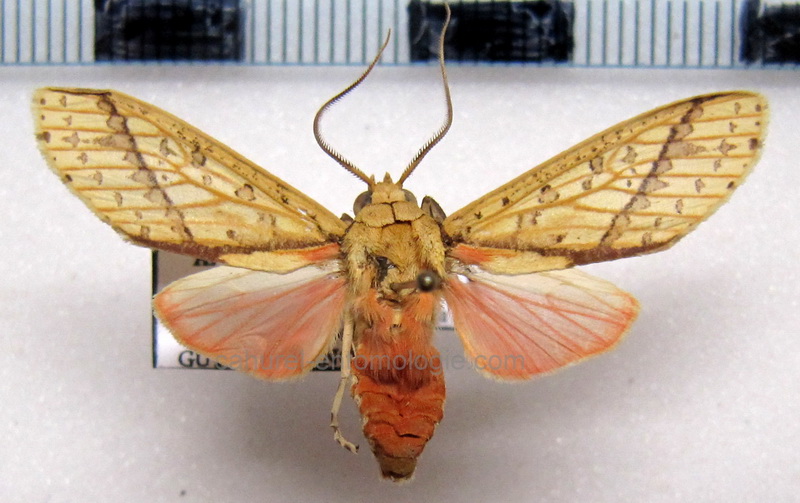  Haemaphlebiella  formona  mâle  Schaus, 1905                              