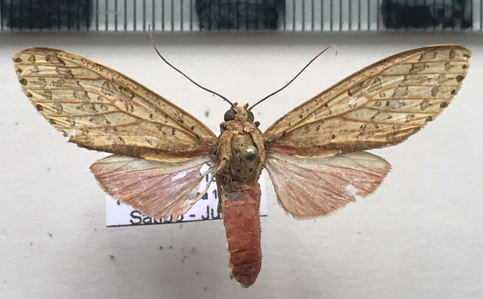   Haemaphlebiella  formona  mâle  Schaus, 1905                              